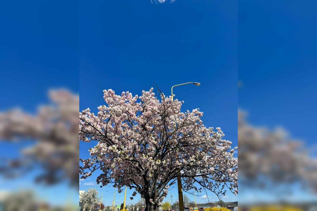 FOTO: Rozkvitnuté sakury v Košiciach vás prenesú do Japonska, foto 25