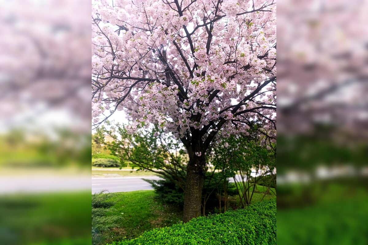 FOTO: Rozkvitnuté sakury v Košiciach vás prenesú do Japonska, foto 26