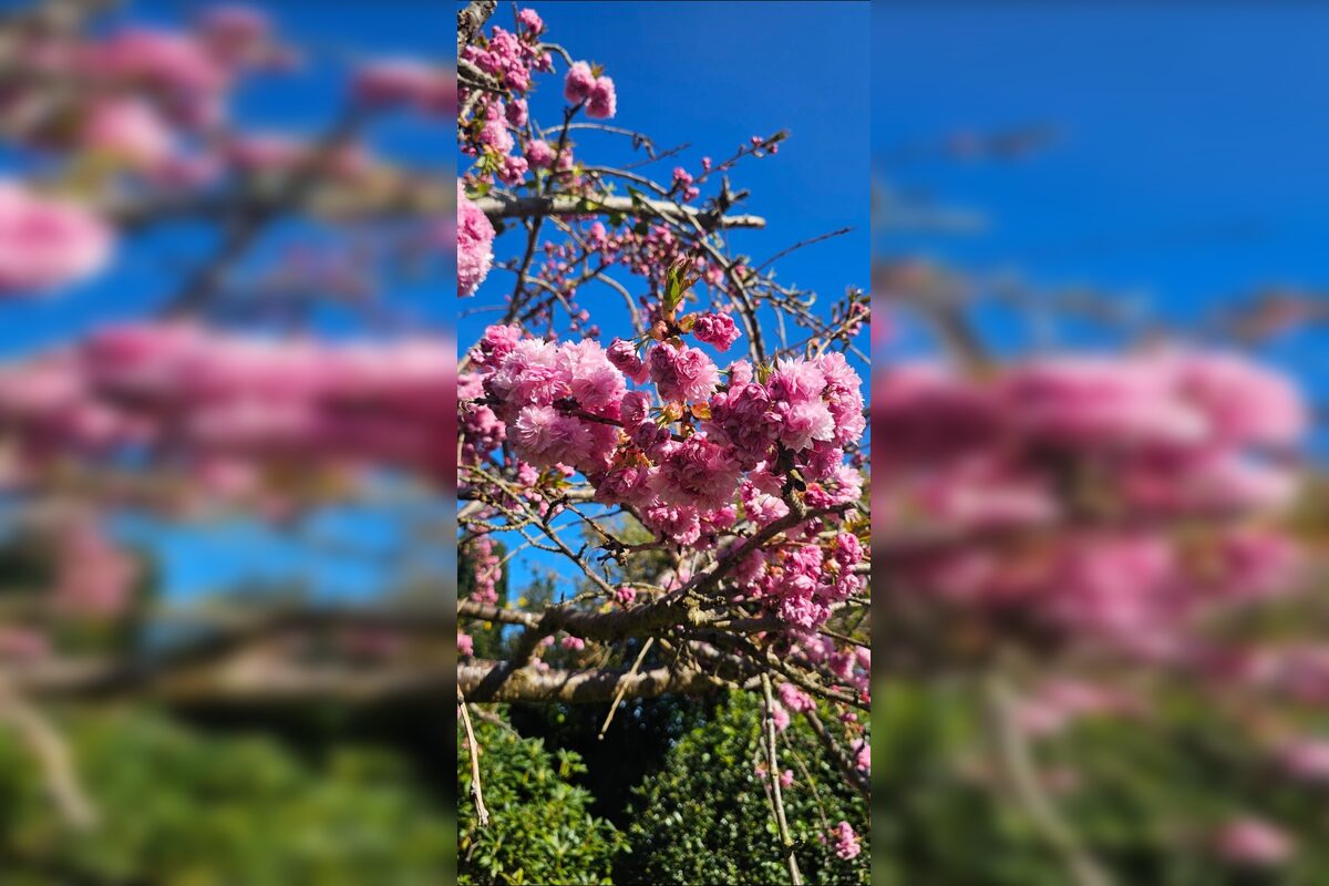 FOTO: Rozkvitnuté sakury v Košiciach vás prenesú do Japonska, foto 27