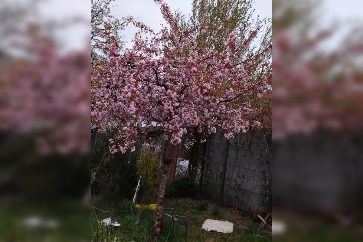 FOTO: Rozkvitnuté sakury v Košiciach vás prenesú do Japonska, foto 29