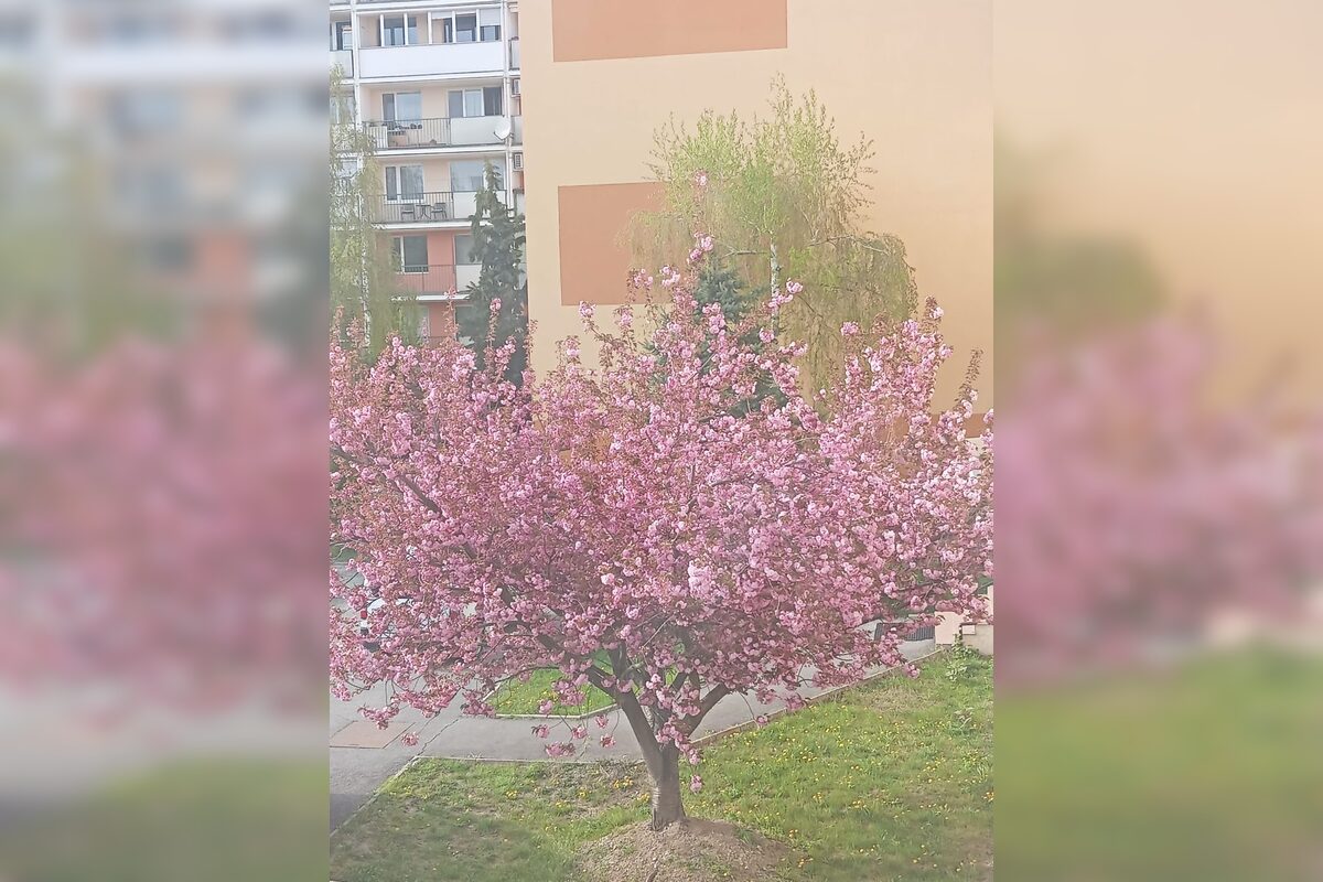 FOTO: Rozkvitnuté sakury v Košiciach vás prenesú do Japonska, foto 30