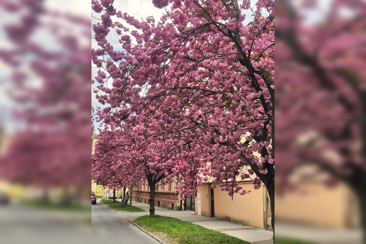 FOTO: Rozkvitnuté sakury v Košiciach vás prenesú do Japonska, foto 13