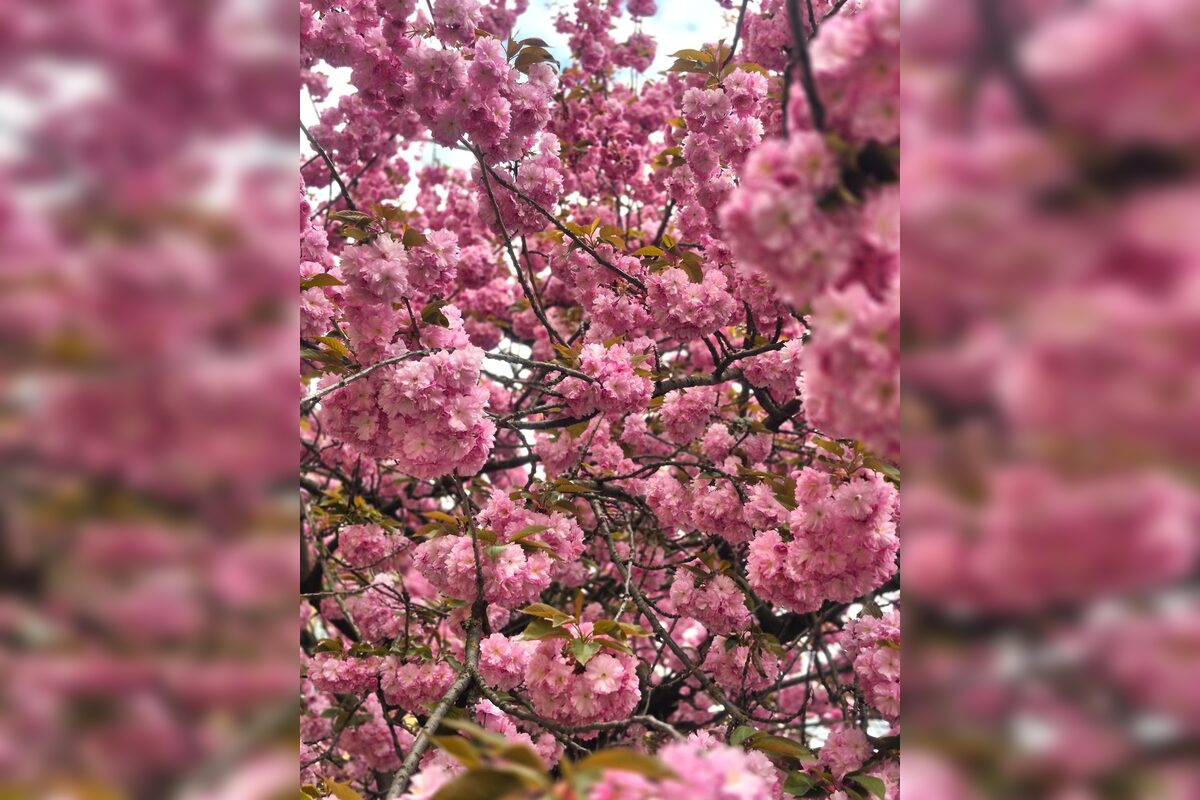 FOTO: Rozkvitnuté sakury v Košiciach vás prenesú do Japonska, foto 16