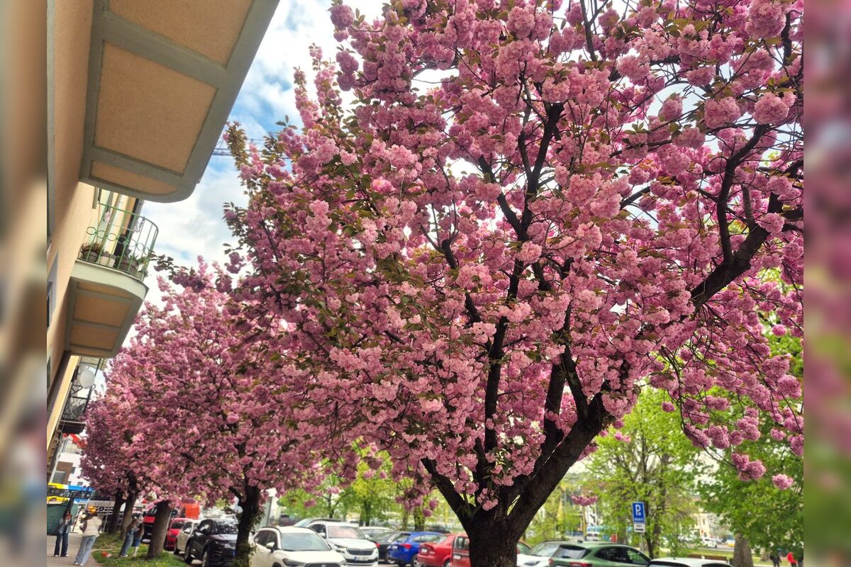 FOTO: Rozkvitnuté sakury v Košiciach vás prenesú do Japonska, foto 4