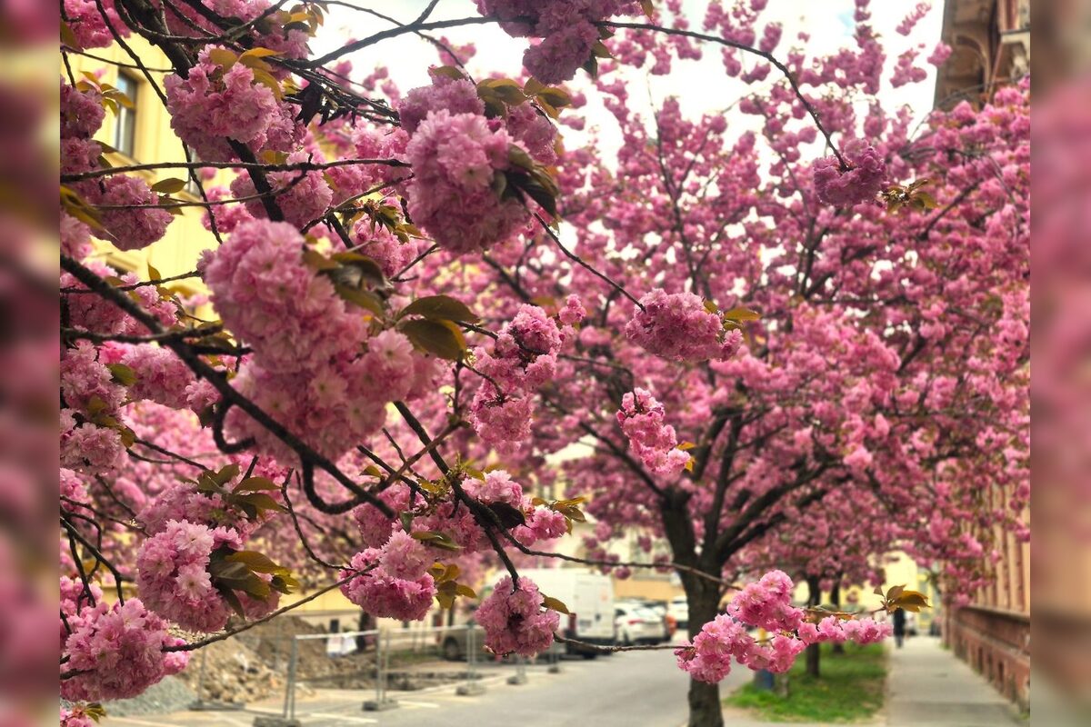 FOTO: Rozkvitnuté sakury v Košiciach vás prenesú do Japonska, foto 5
