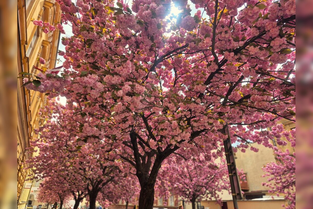 FOTO: Rozkvitnuté sakury v Košiciach vás prenesú do Japonska, foto 8