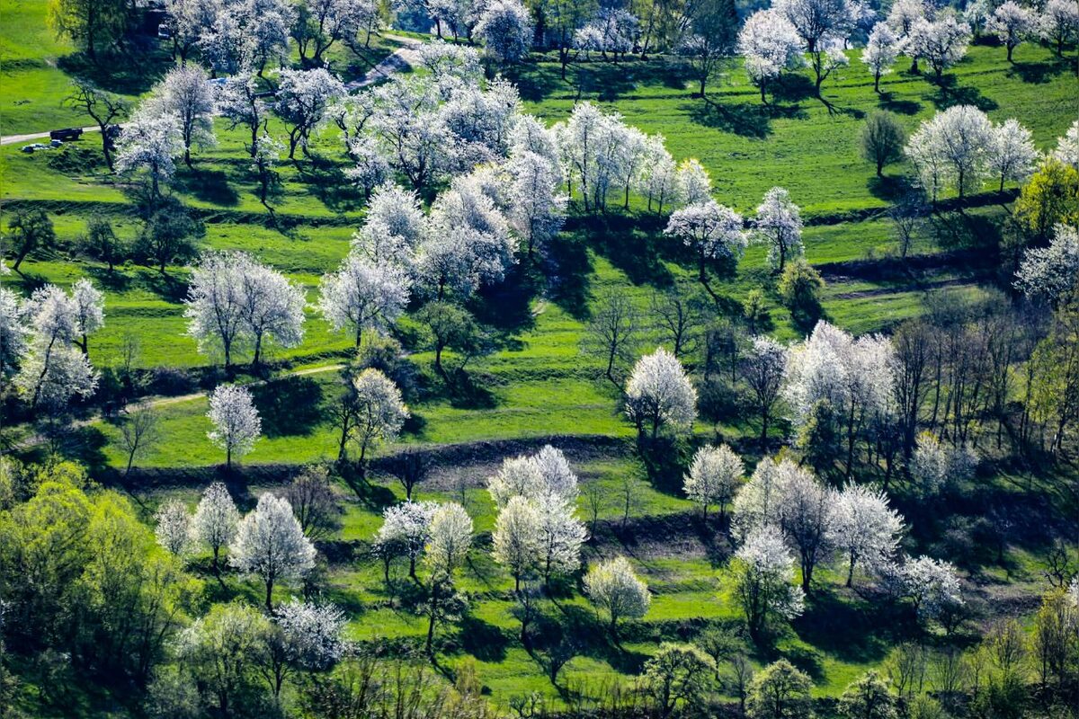 FOTO: Čerešňový raj Brdárka očami fotografa, foto 3