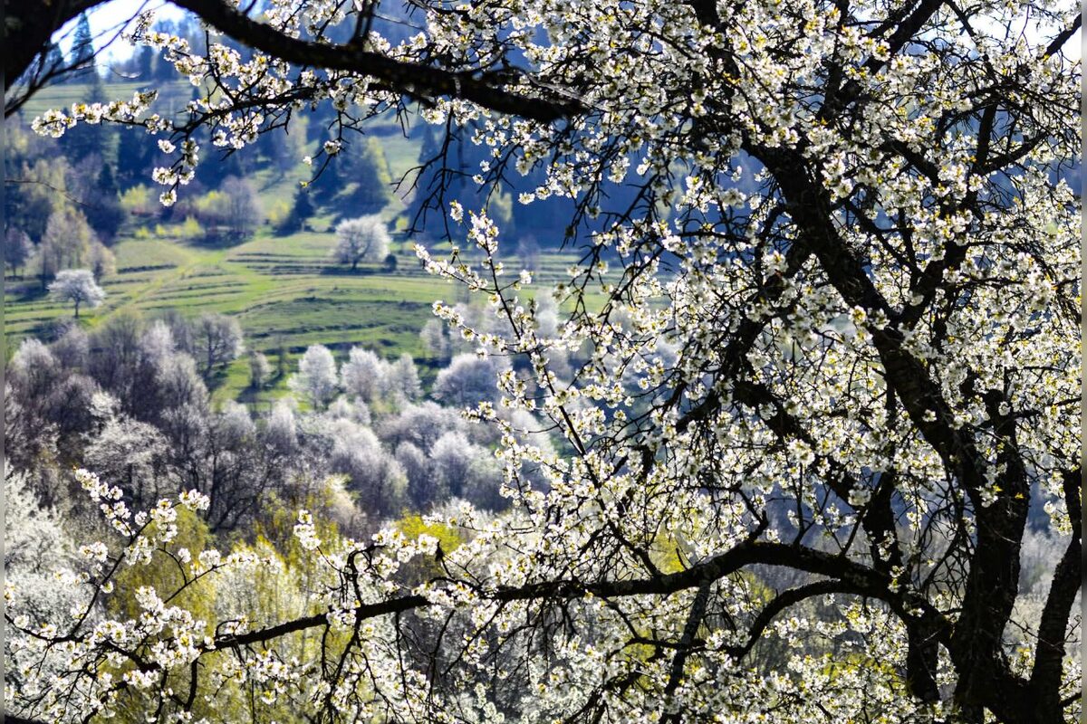FOTO: Čerešňový raj Brdárka očami fotografa, foto 4