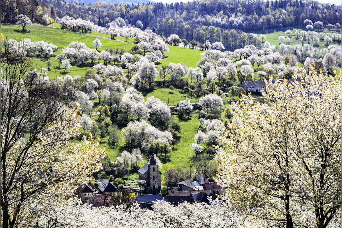 FOTO: Čerešňový raj Brdárka očami fotografa, foto 6