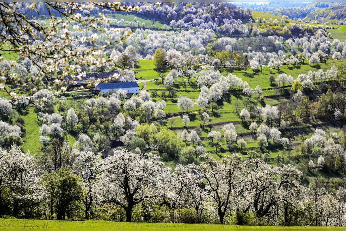 FOTO: Čerešňový raj Brdárka očami fotografa, foto 8