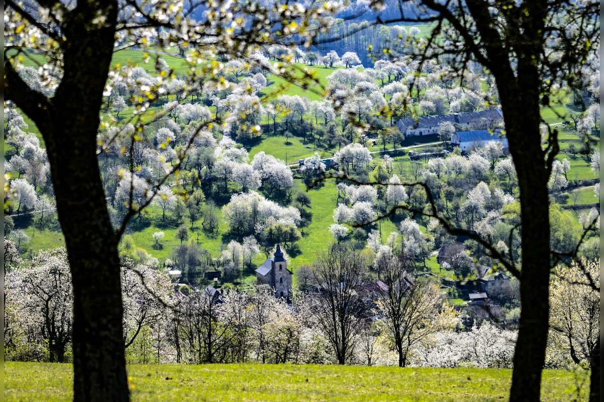 FOTO: Čerešňový raj Brdárka očami fotografa, foto 9