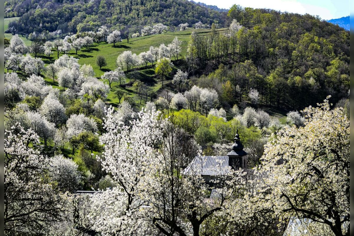 FOTO: Čerešňový raj Brdárka očami fotografa, foto 10