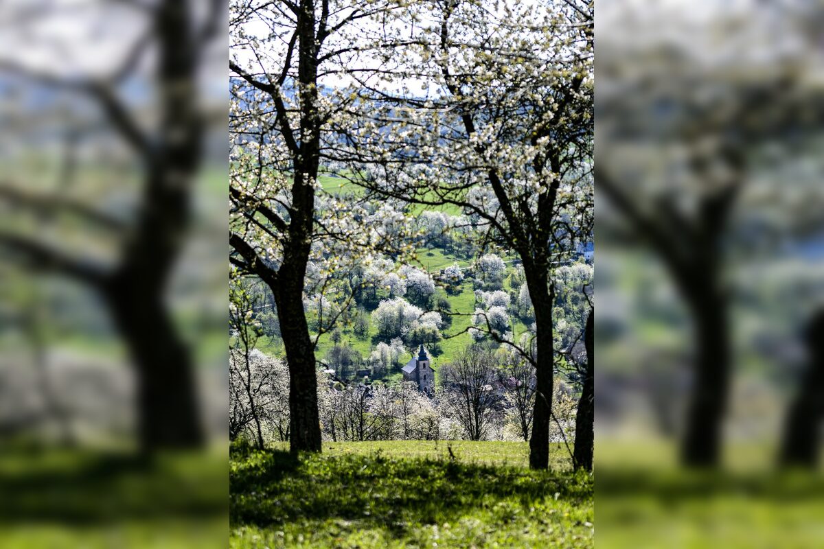 FOTO: Čerešňový raj Brdárka očami fotografa, foto 13