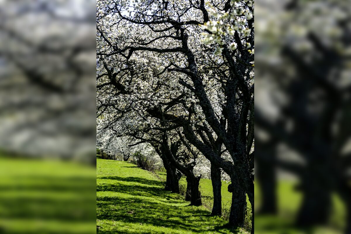 FOTO: Čerešňový raj Brdárka očami fotografa, foto 14