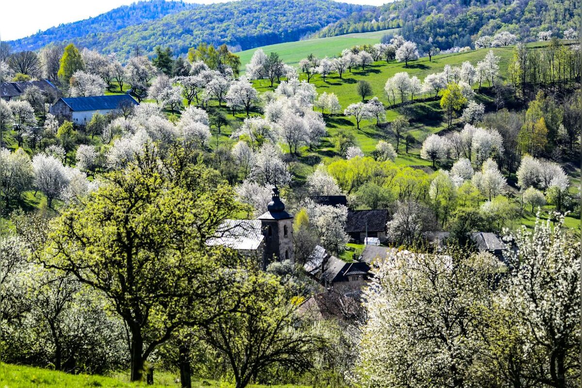FOTO: Čerešňový raj Brdárka očami fotografa, foto 15