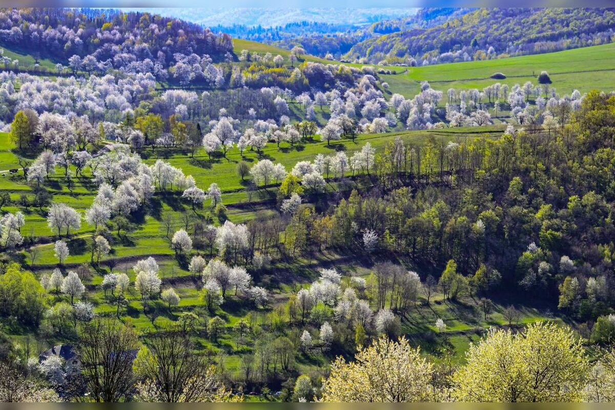 FOTO: Čerešňový raj Brdárka očami fotografa, foto 16