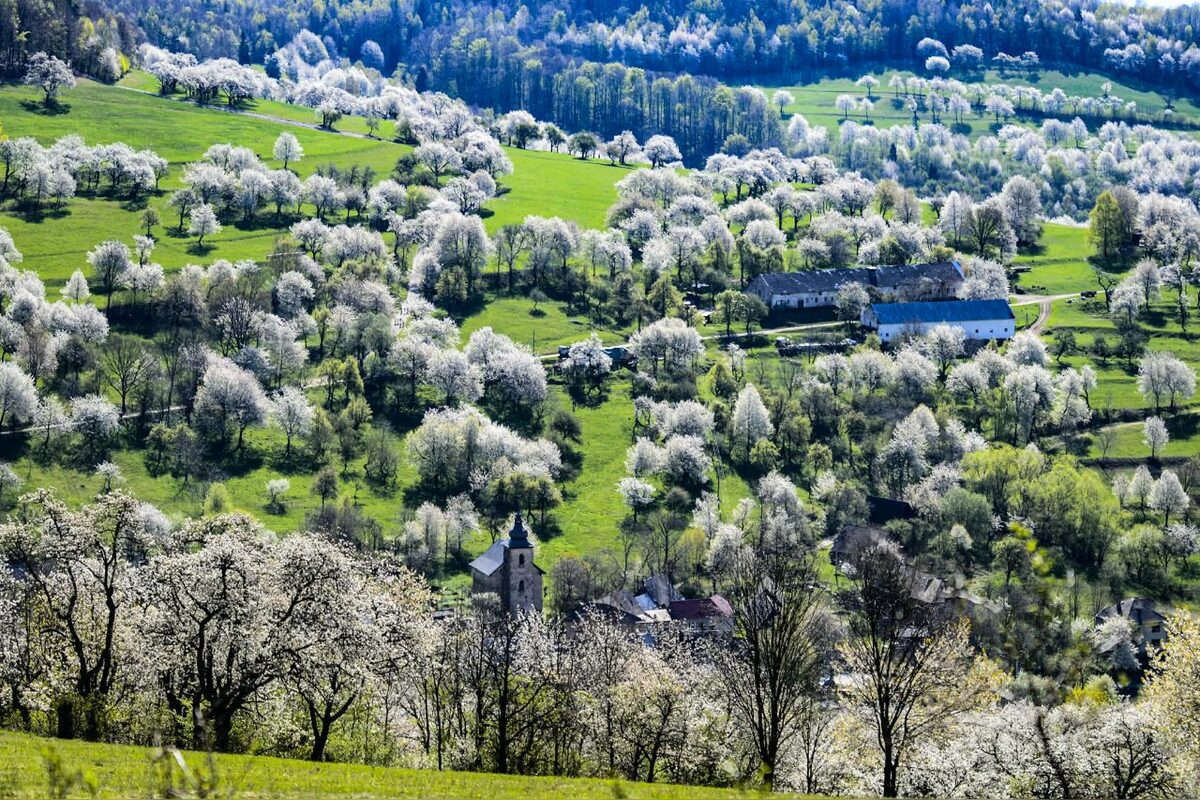 FOTO: Čerešňový raj Brdárka očami fotografa, foto 17