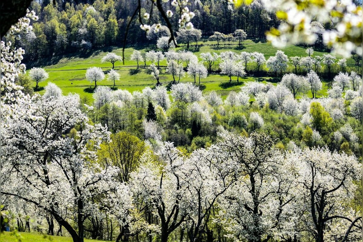 FOTO: Čerešňový raj Brdárka očami fotografa, foto 18