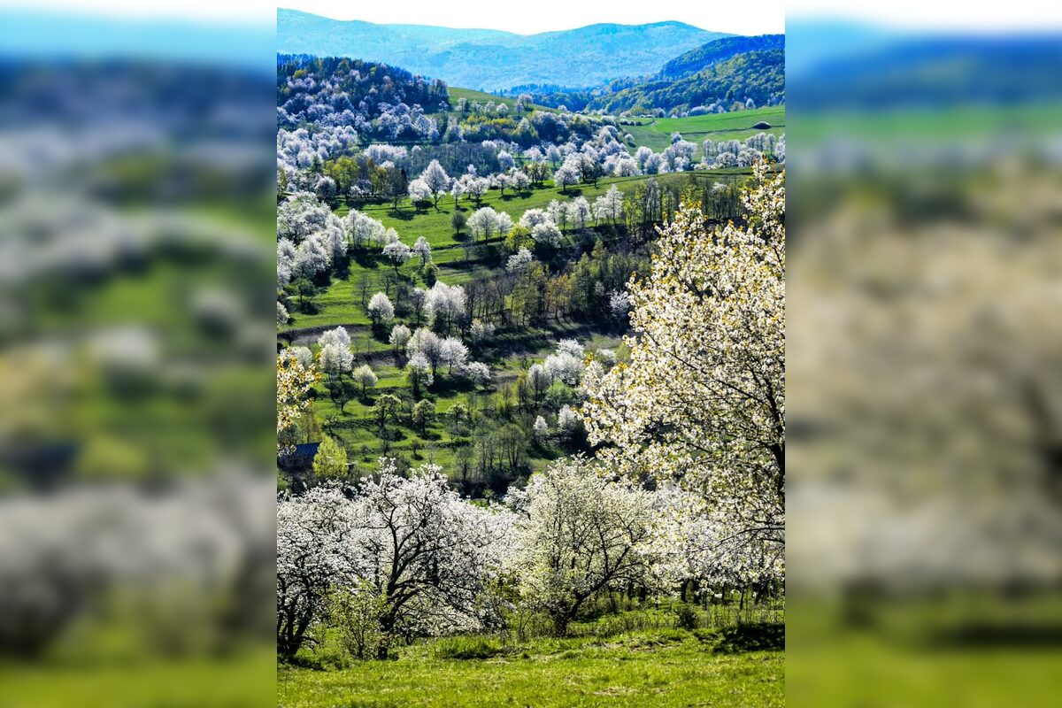 FOTO: Čerešňový raj Brdárka očami fotografa, foto 5