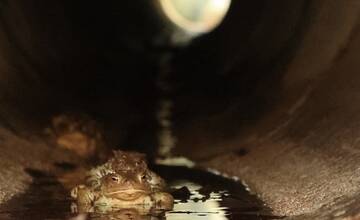 FOTO: Budovanie zábran v Slovenskom raji kvôli migrácii žiab