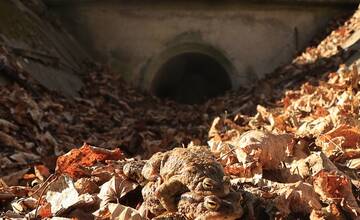 FOTO: Budovanie zábran v Slovenskom raji kvôli migrácii žiab