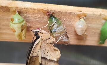 FOTO: V košickej Botanickej záhrade sa usídlili exotické motýle