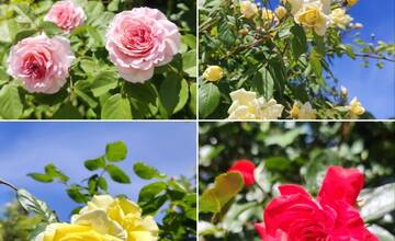 FOTO: V košickej Botanickej záhrade sa usídlili exotické motýle