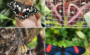 FOTO: V košickej Botanickej záhrade sa usídlili exotické motýle