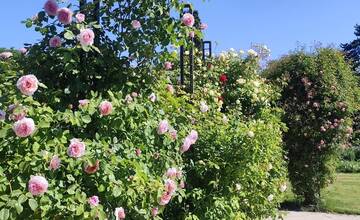 FOTO: V košickej Botanickej záhrade sa usídlili exotické motýle