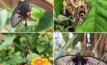 FOTO: V košickej Botanickej záhrade sa usídlili exotické motýle