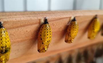 FOTO: V košickej Botanickej záhrade sa usídlili exotické motýle