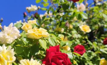 FOTO: V košickej Botanickej záhrade sa usídlili exotické motýle