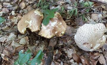 FOTO: Hubári sa tešia zo svojich úlovkov