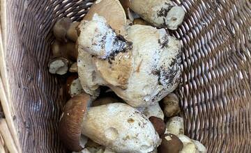 FOTO: Hubári sa tešia zo svojich úlovkov