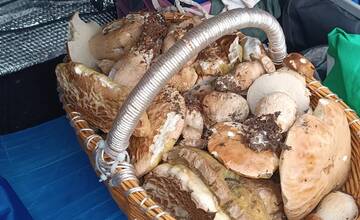 FOTO: Hubári sa tešia zo svojich úlovkov