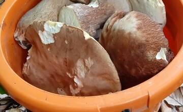 FOTO: Hubári sa tešia zo svojich úlovkov