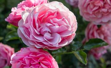 FOTO: Historický park v košickej nemocnici skrásnel 