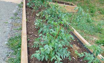 FOTO: Košičania zveľadili svoje sídliská. Zafarbili ich kvetmi aj šťavnatou úrodou