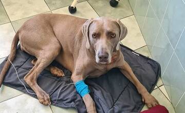 FOTO: Váš psík môže zachrániť život ďalšiemu. Kto môže byť psí darca?