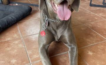 FOTO: Váš psík môže zachrániť život ďalšiemu. Kto môže byť psí darca?