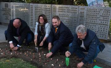FOTO: Košice sa na jar premenia na Holandsko