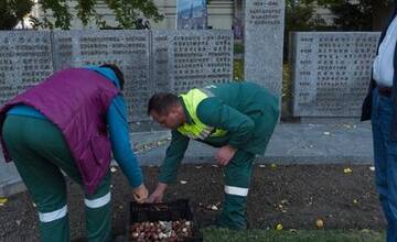 FOTO: Košice sa na jar premenia na Holandsko