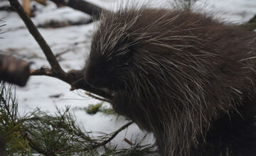 Zvieratkám urobili radosť vianočné stromčeky