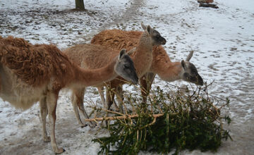 Zvieratkám urobili radosť vianočné stromčeky