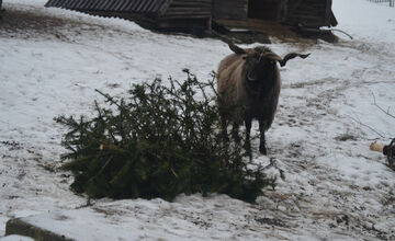 Zvieratkám urobili radosť vianočné stromčeky