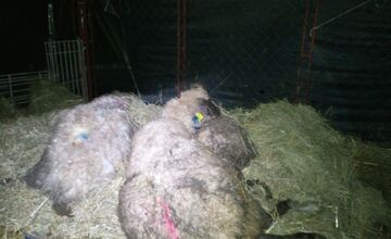 FOTO: Svorka psov strhla na východe Slovenska zvieratá