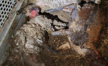 FOTO: Svorka psov strhla na východe Slovenska zvieratá