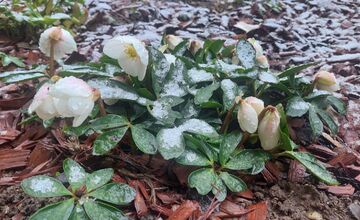 FOTO: Takto vyzerali zimné februárové dni na Jazere, počasie prialo otužilcom aj fanúšikom jari
