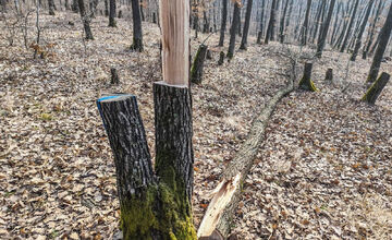 Polícia si počkala v lese na miestnych drevorubačov