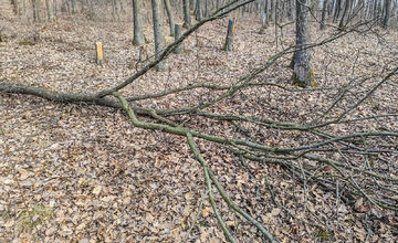 Polícia si počkala v lese na miestnych drevorubačov